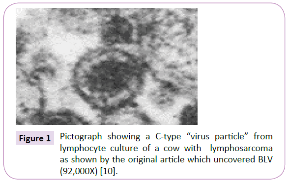 Further Evidence For Cancer As A Cell Wall Deficient Mycobacterial Disease Insight Medical Publishing